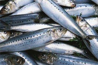 В Калининград не пустили 18 тонн рыбы из Испании