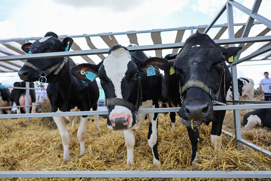 Ржится рожь, овёс овсится: в Калининградской области проходит Всероссийский день поля (фото)