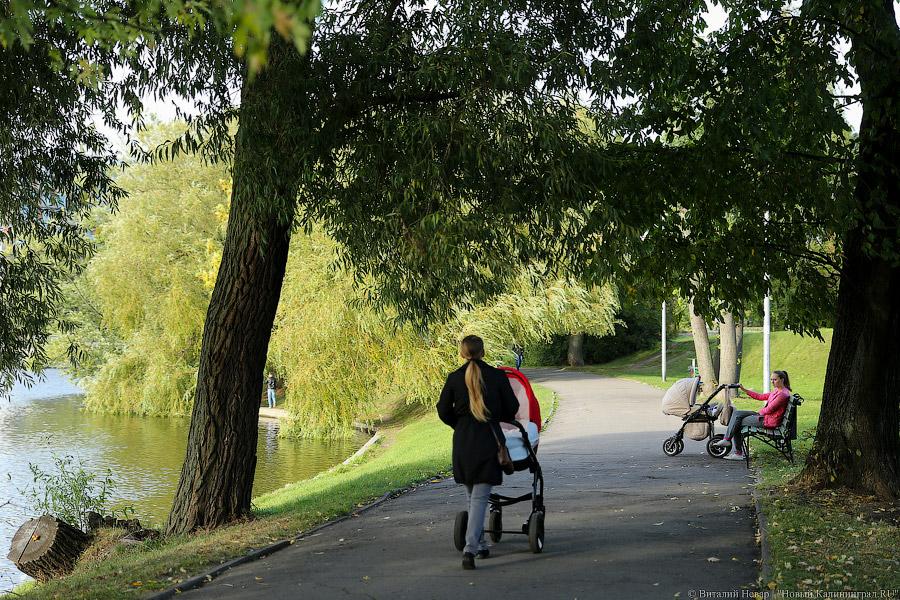 Чтобы жертв не было: власти Калининграда жалеют, что обрезали не все деревья