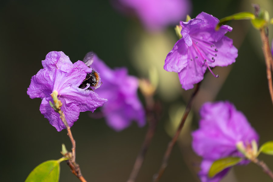 Весна в городе: посмотрите, как зацвёл Ботанический сад (фото)