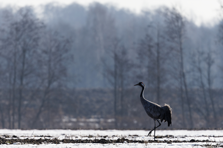 Мартовский «курлык»: в Калининградскую область вернулись журавли (фото)