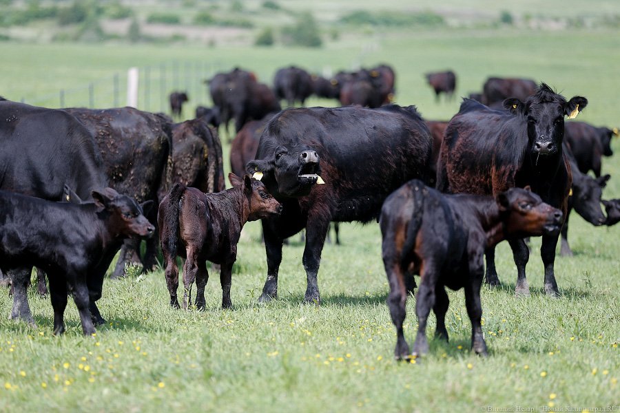 Бойня за землю: что мешает развиваться «Мираторгу» в Калининградской области