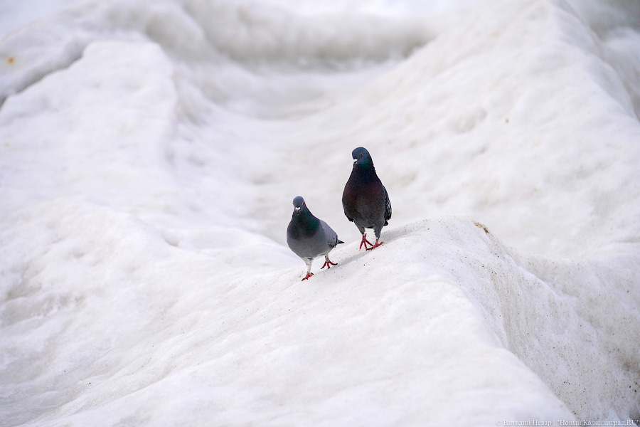 В Калининградской области массово гуляют по морскому льду, несмотря на запрет МЧС (фото)