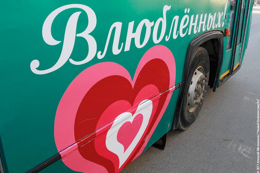 Медвежье сердце и рогатая любовь: фоторепортаж "Нового Калининграда.Ru"