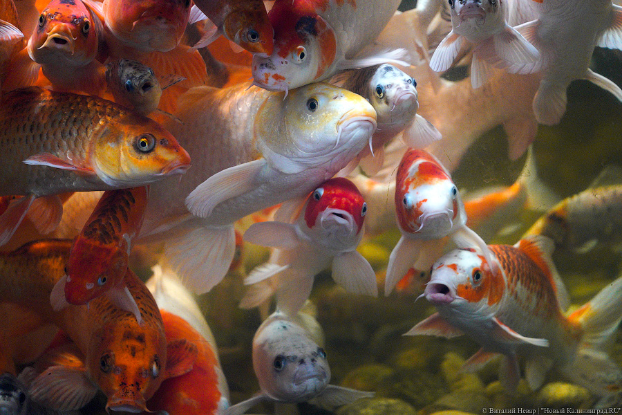 Вот компания какая: Калининградский зоопарк открыл все павильоны для посетителей