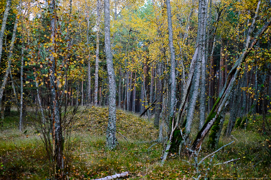 В лесу под Гвардейском обнаружено тело пропавшей год назад женщины