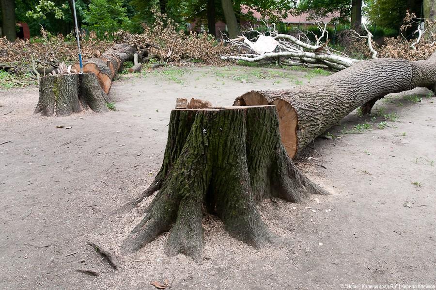 Пила vs. палатка: фоторепортаж "Нового Калининграда.Ru"