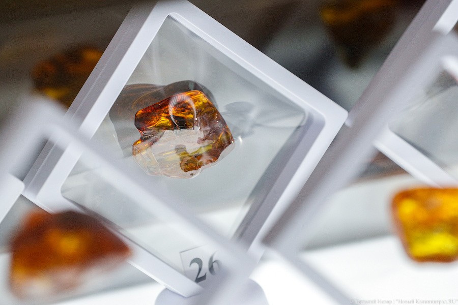 Янтарная козявка: чем закончились первые в Калининграде торги по инклюзам (фото)