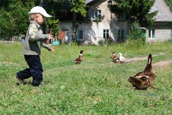 Правительство РФ выделило Калининградской области 19 млн на развитие семейных ферм