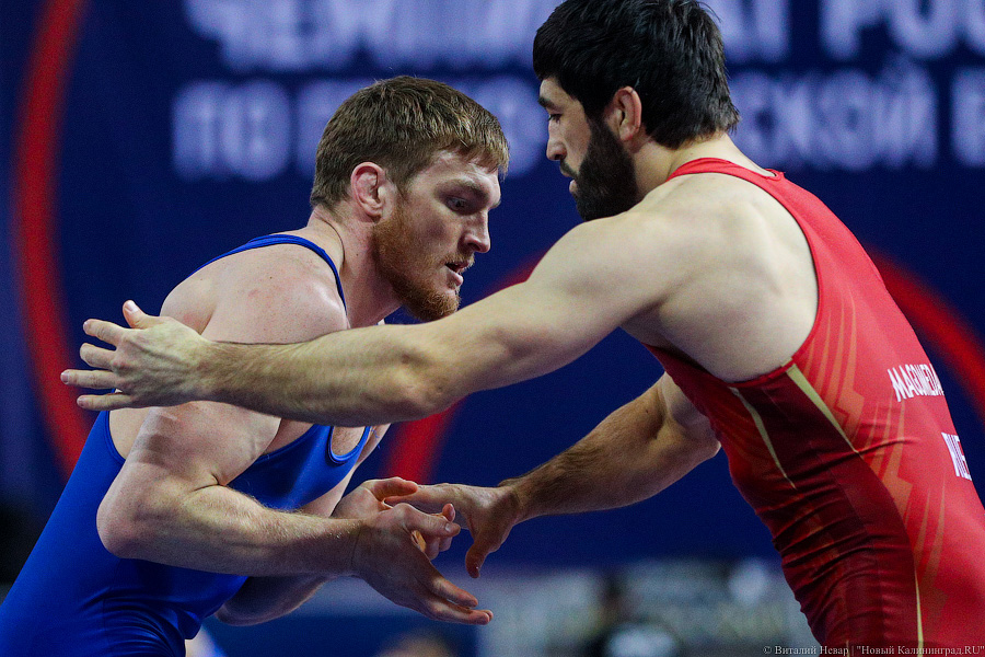 Просто мощь: чемпионат России по греко-римской борьбе идет в Калининграде (фото)