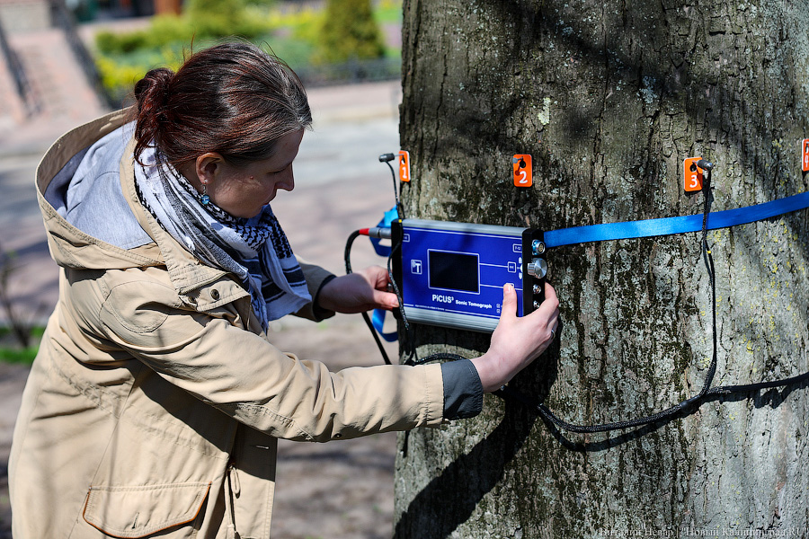 Правило «небуравчика»: власти Калининграда презентовали томограф для деревьев (фото)