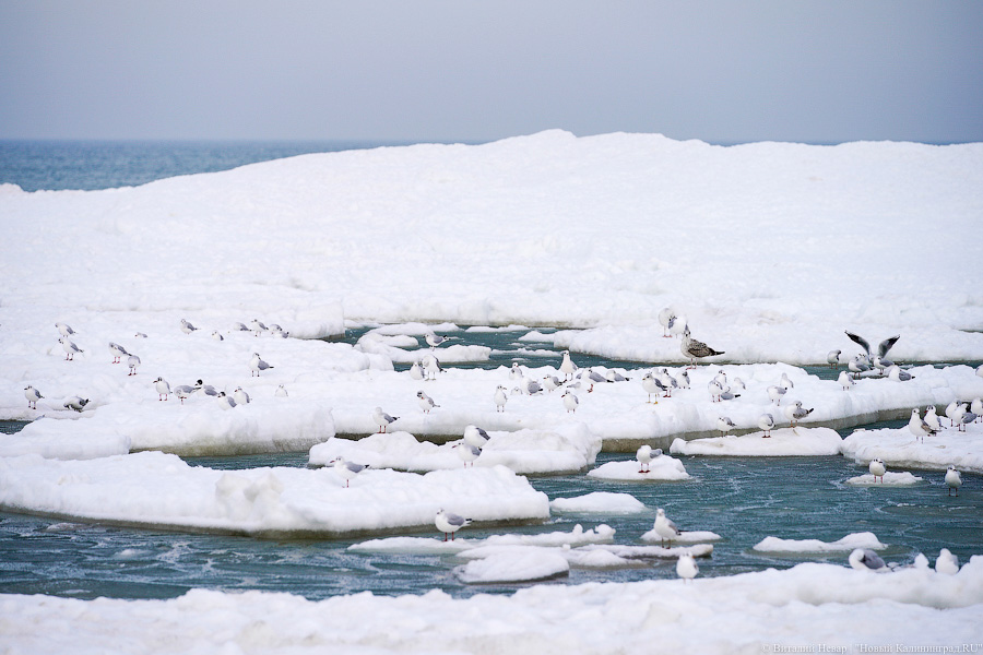 В Калининградской области массово гуляют по морскому льду, несмотря на запрет МЧС (фото)
