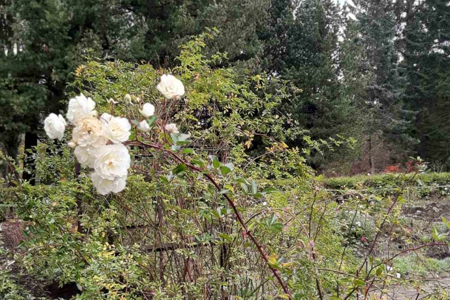 В Ботаническом саду зацвела сирень (фото)