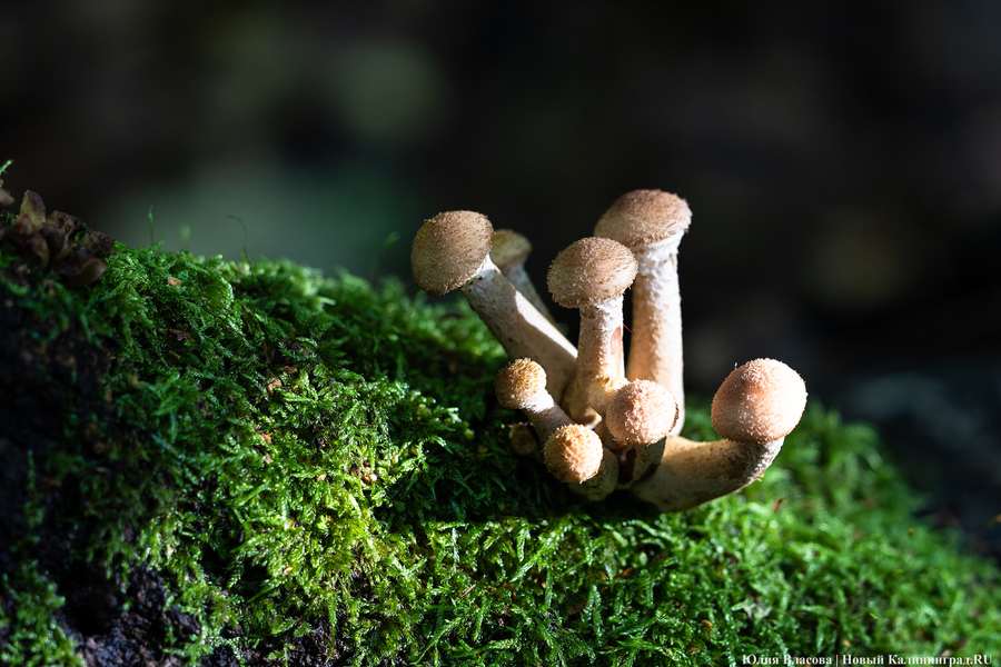 Они пошли: фоторепортаж с открытия «тихой охоты» в Калининградской области (фото)