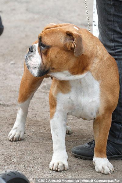 «Чистокровные двортерьеры»: фоторепортаж с выставки собак «Дворянское собрание»