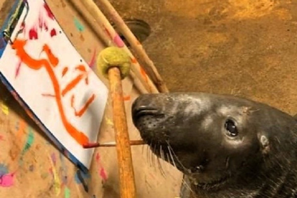 Калининградский зоопарк продемонстрировал картину, написанную тюленем Кайусом (фото)