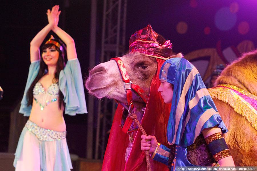 «Цирк в подарок»: фоторепортаж c премьеры цирковой программы