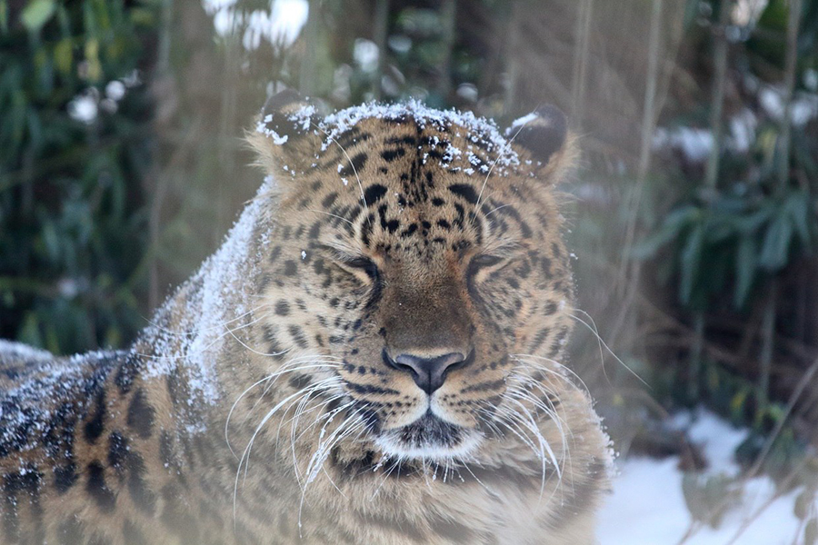 Фото: Калининградский зоопарк
