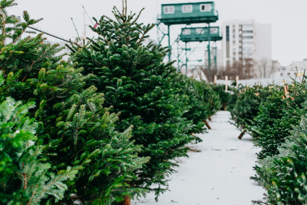 Пора чудес: где в Калининграде купить идеальную живую ёлку к Новому году