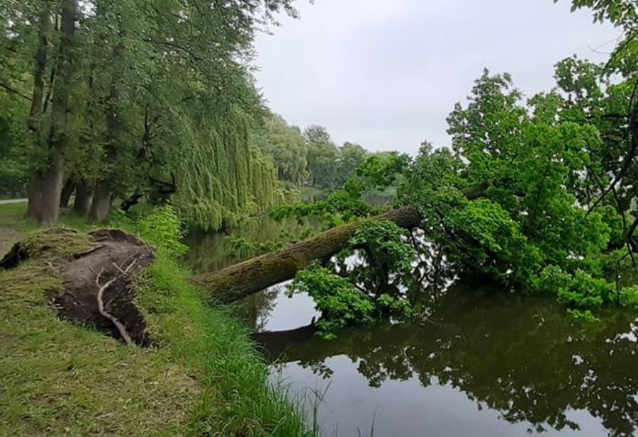 В Южном парке Калининграда в озеро рухнул дуб. Мэрия объяснила почему (фото)