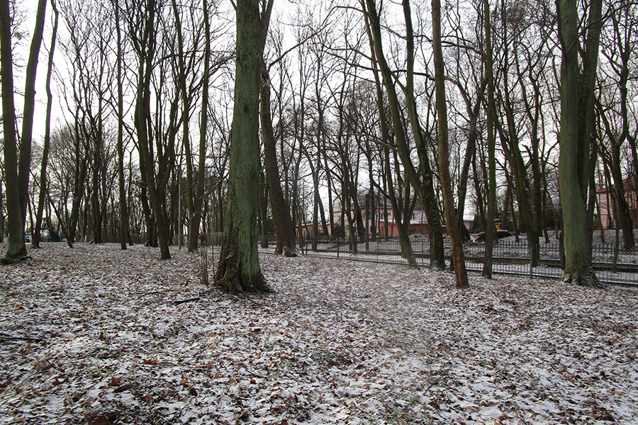 На ул. Ватутина в Калининграде разрешили вырубить 53 дерева (фото)