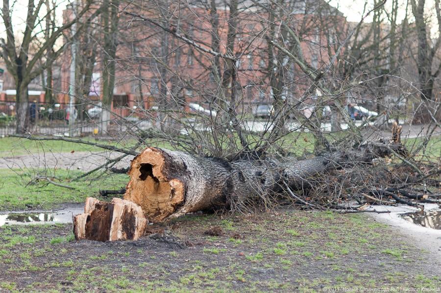 «А поутру они проснулись»: фоторепортаж «Нового Калининграда.Ru»