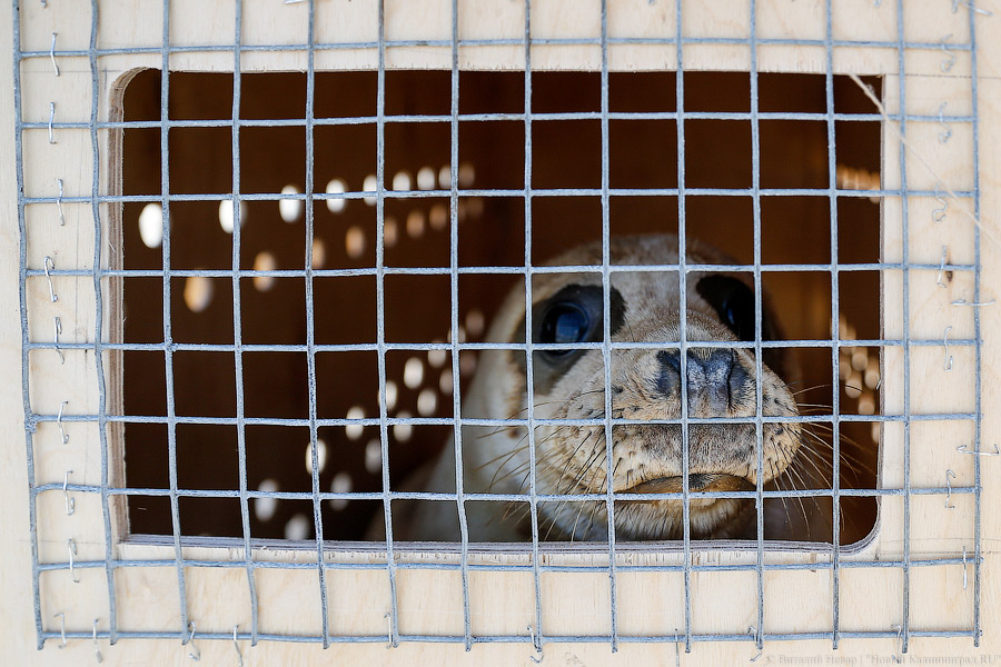 Тюлений «выпускной»: как животные из зоопарка обрели свободу на Балтике