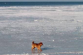 Ледокол вывел паром с беременной женщиной из ледового плена