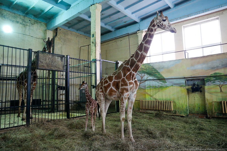 Горвласти: зоопарк в нерабочую неделю будет закрыт для посетителей