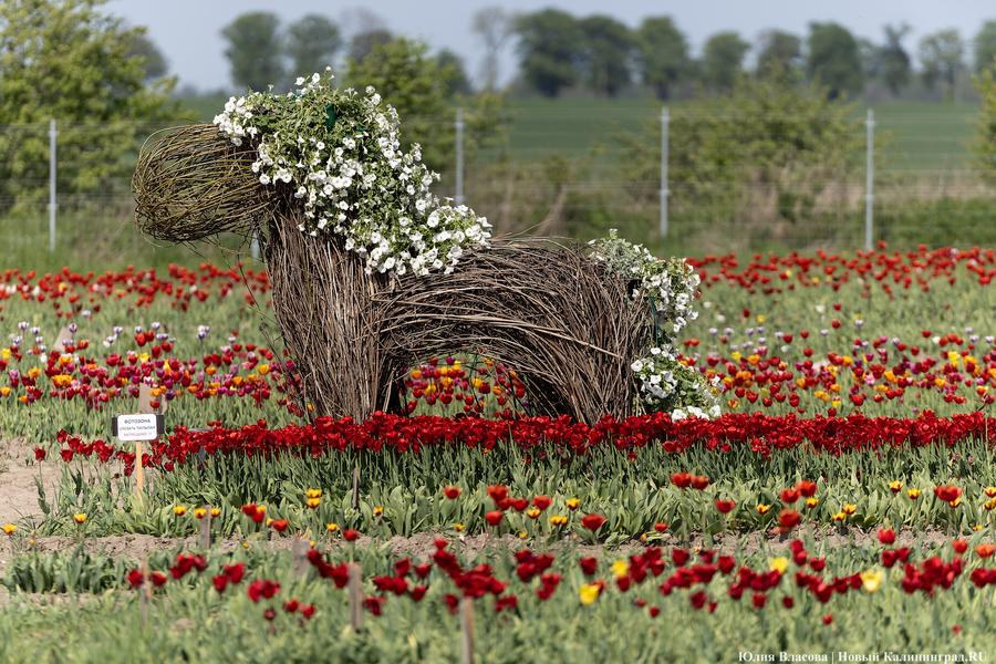 В Калинково открыли для посетителей тюльпановое поле (фото)
