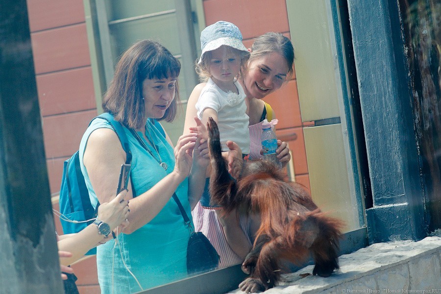 Дистанция в одного кенгуру: первый день работы Калининградского зоопарка (фото)