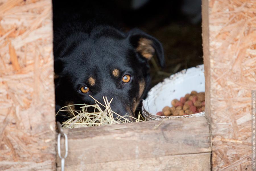Три этажа собак: как в одной конюшне разместились 70 бездомных животных