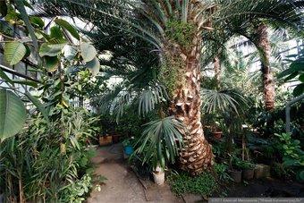 В Ботаническом саду решено построить новую оранжерею