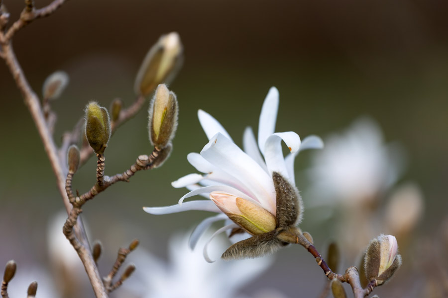 Весна в городе: посмотрите, как зацвёл Ботанический сад (фото)