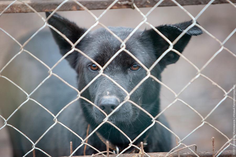 Три этажа собак: как в одной конюшне разместились 70 бездомных животных