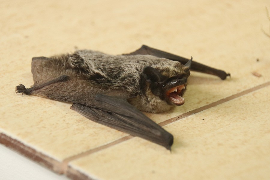 Окольцованных на Куршской косе летучих мышей обнаружили в Чехии и Германии (фото)