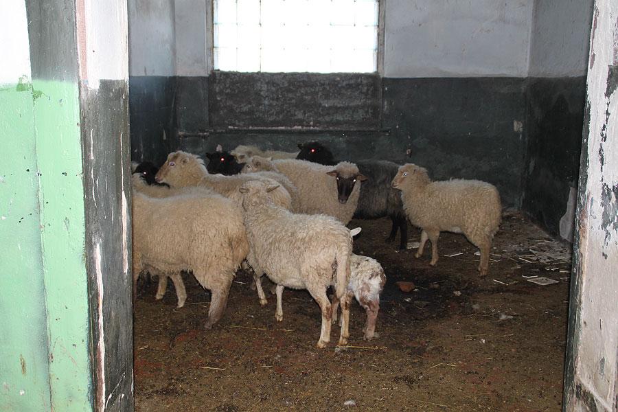 Смрад и овцы: старинную семинарию под Черняховском превратили в хлев
