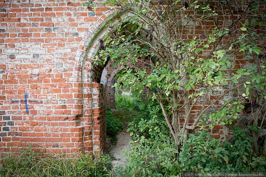 Исчезая в зелени: руины кирхи XIV века в поселке Яблоневка Гурьевского района