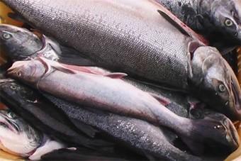 Росрыболовство взяло под особый контроль цены на социальные виды рыбы