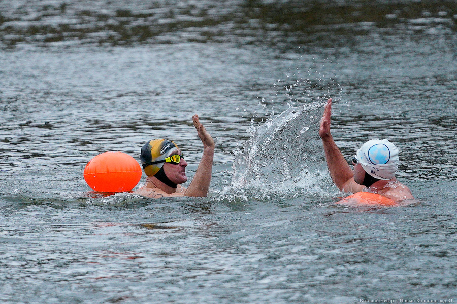 День моржа: как пловцы пытались защитить экосистему Преголи (фото)
