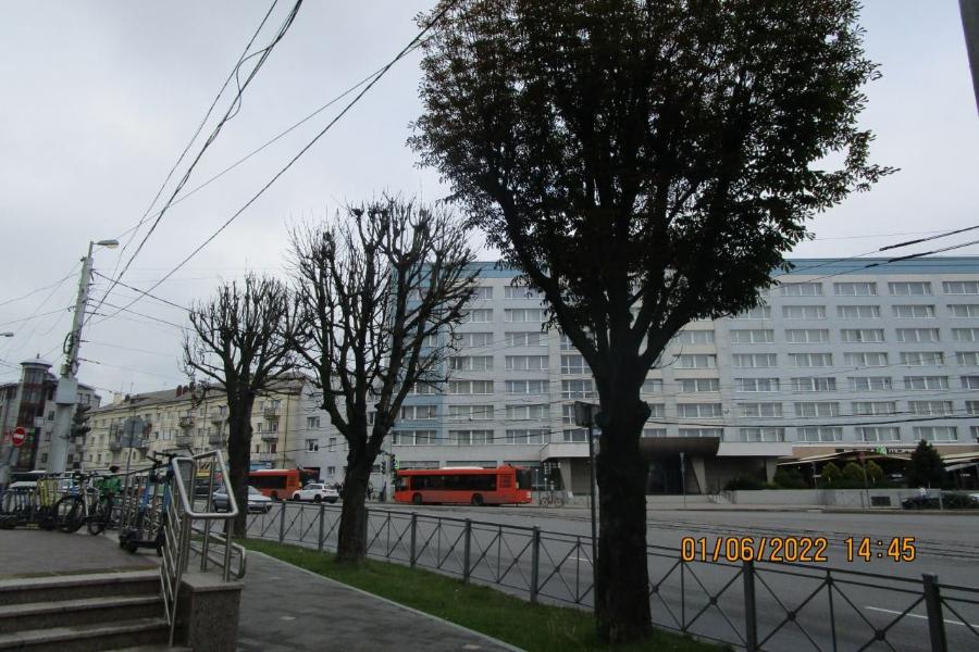 В Калининграде на Ленинском проспекте «убирают» часть деревьев