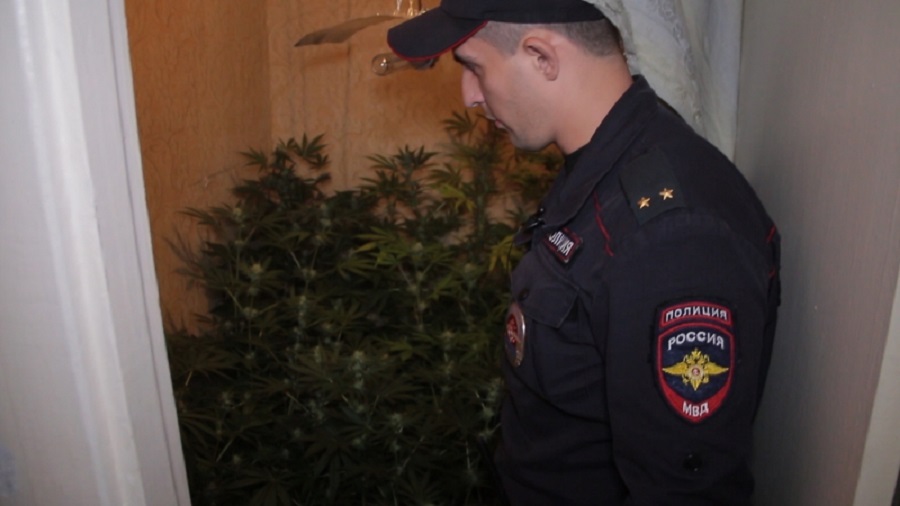 35-летний калининградец пригласил к себе наряд ППС полюбоваться на плантацию конопли (фото)