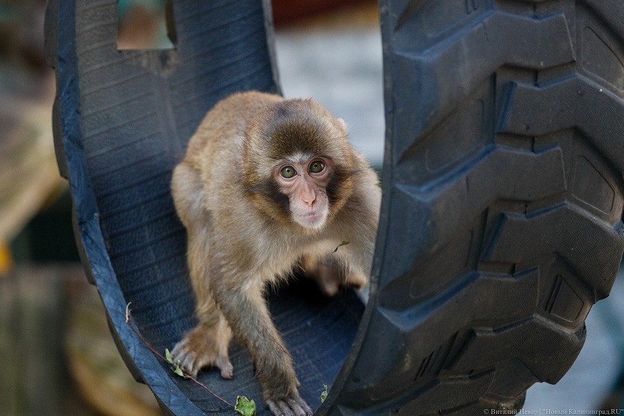 Дистанция в одного кенгуру: первый день работы Калининградского зоопарка (фото)