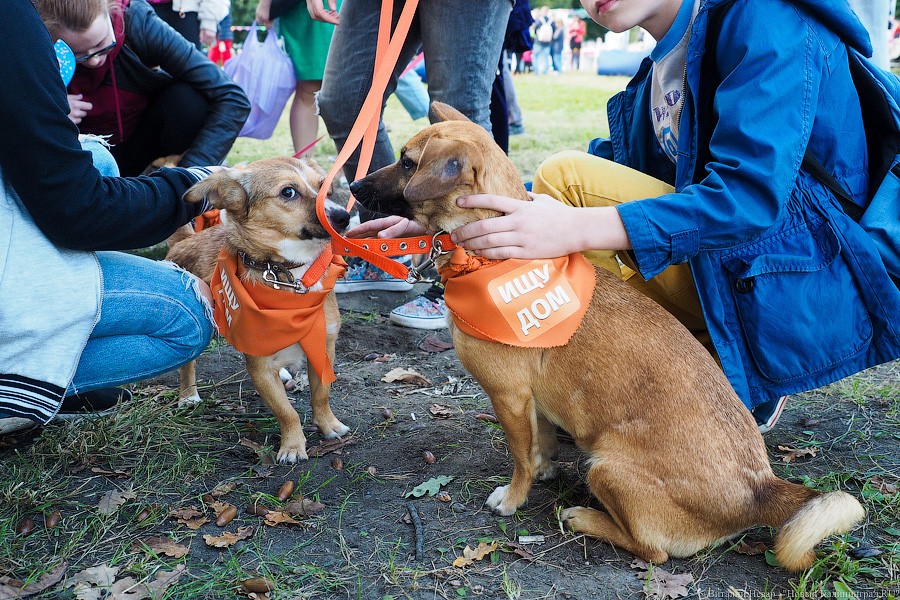 Подари мне дом: на Верхнем озере организовали выставку бездомных животных
