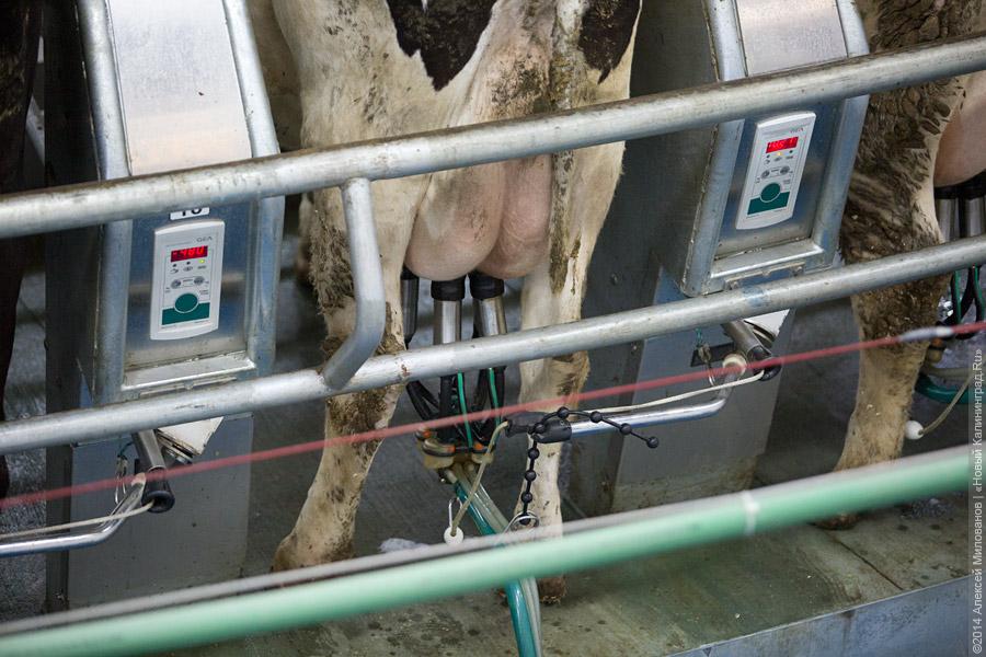 Голштино-фризская «карусель»: в Полесском районе открылся новый молочный комплекс (фото)