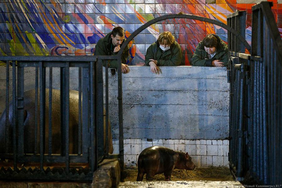 То ли сына, то ли дочь: в зоопарке Калининграда родился бегемотик (фото)