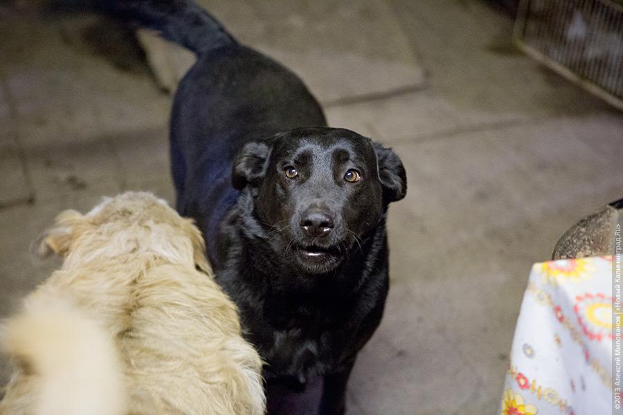 Три этажа собак: как в одной конюшне разместились 70 бездомных животных