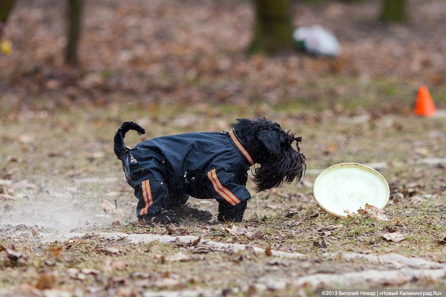 «Зубастые ловцы»: фоторепортаж с соревнований по дог-фрисби