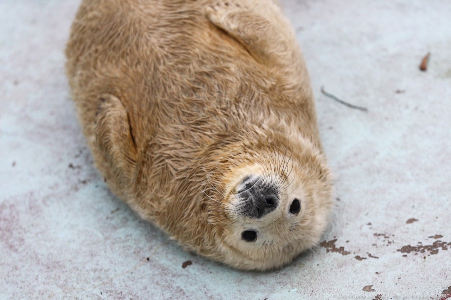 В Калининградском зоопарке открыли бассейн тюленей (видео)