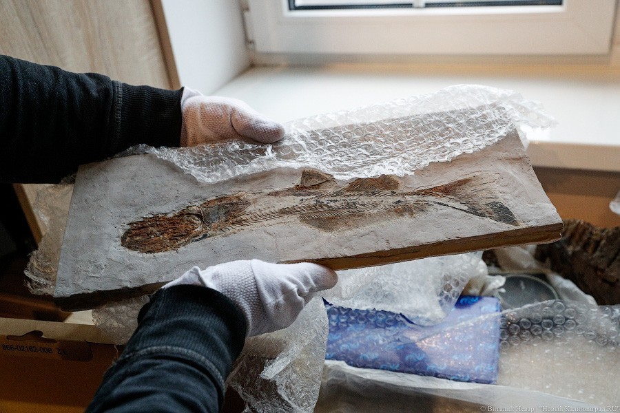 Облако планктона: в Музее Мирового океана готовят выставку актуального искусства